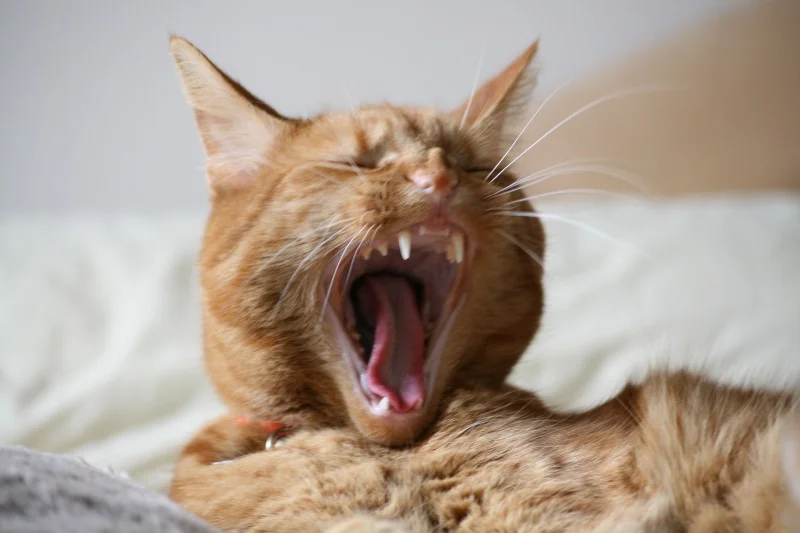 ninyawn1.webp