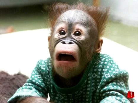 NM_Shocked.webp