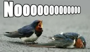 noooo.webp