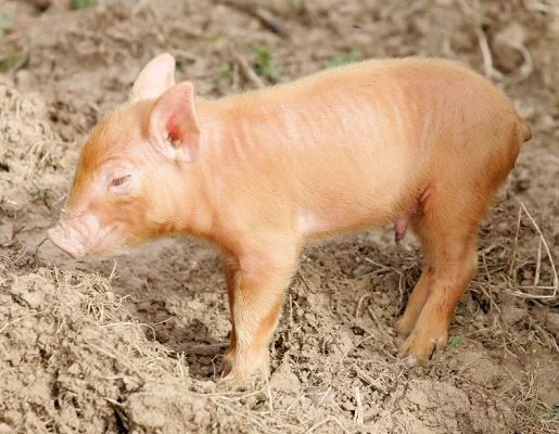 normal_tamworth-piglet1.webp