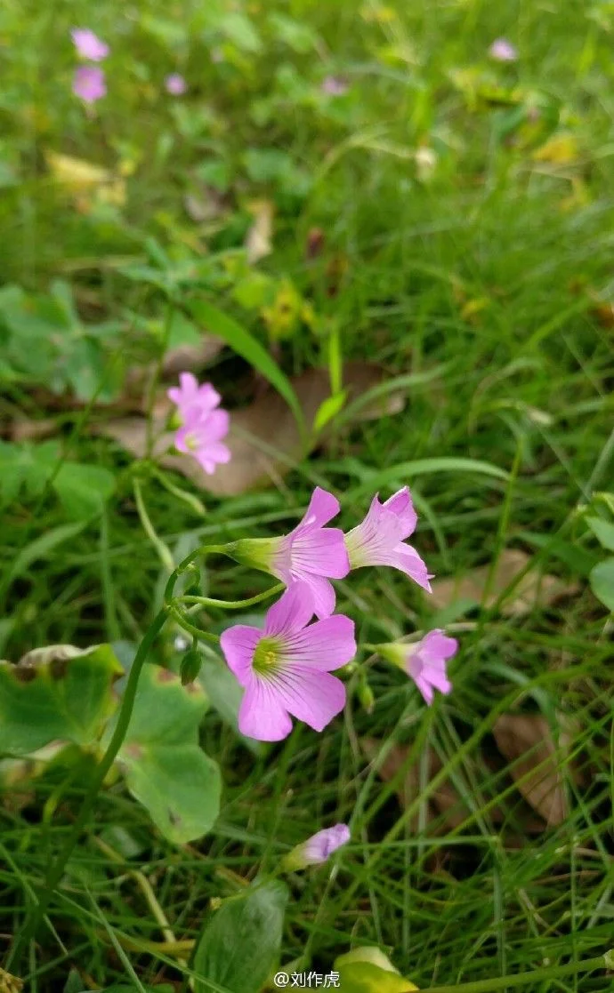 oneplus-3-image-sample.webp