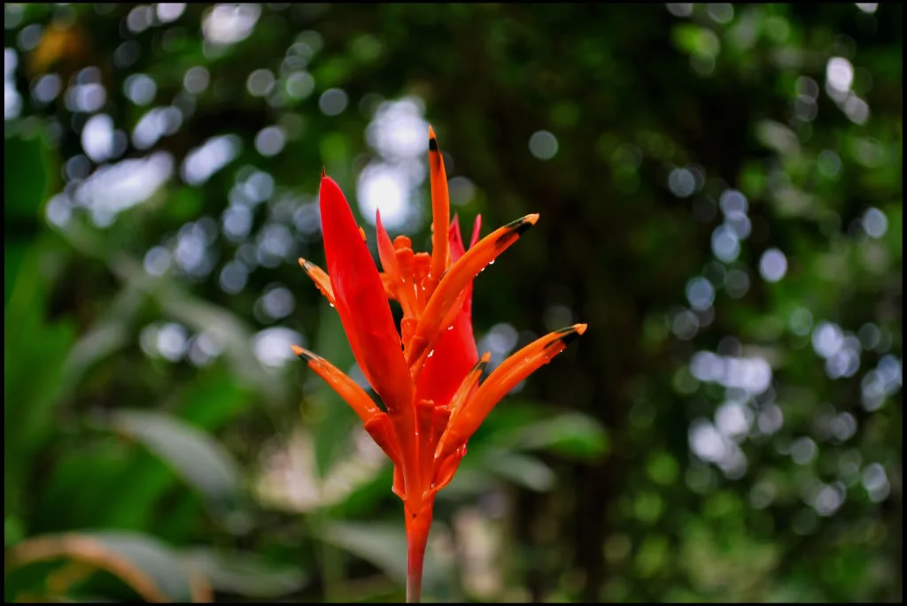 OrangeFlower.webp