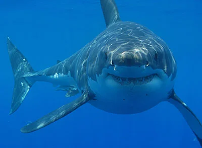 original-shark-pic.webp