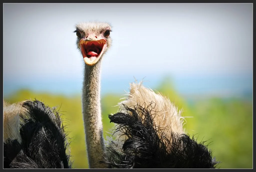 Ostrich.webp