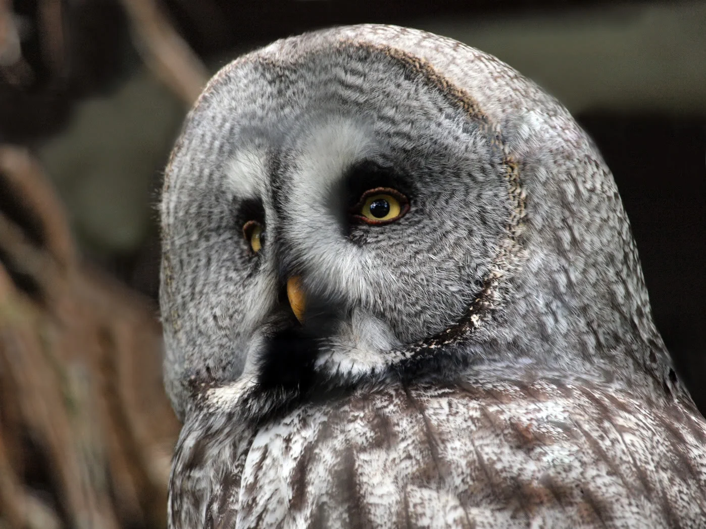 owlcopy-1.webp