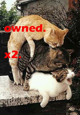 Owned-3Cats.gif