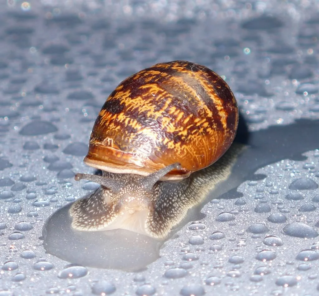 P1000068rs.webp