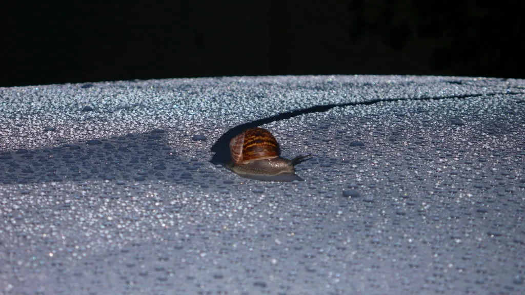 P1000069.webp
