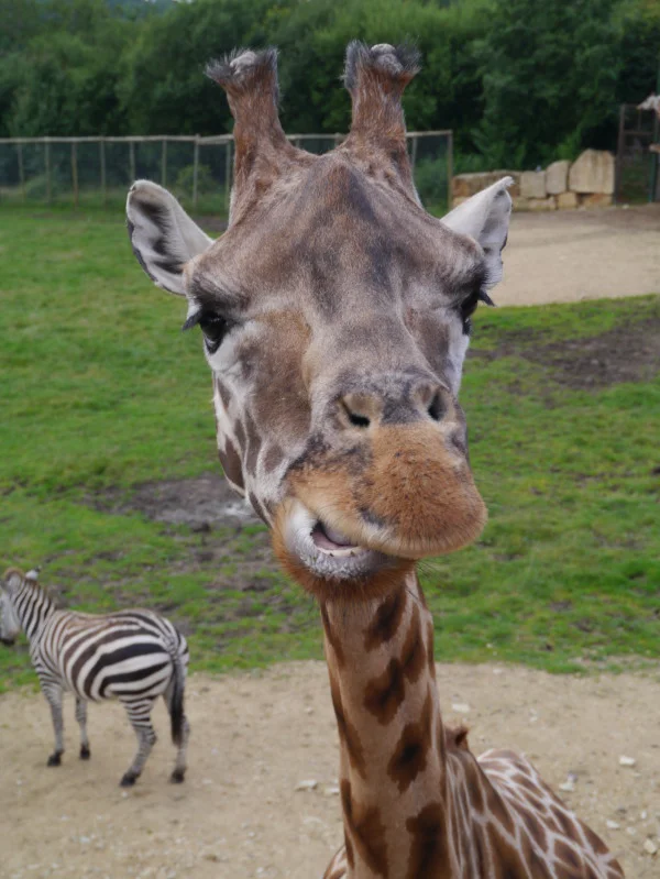 P1000235.webp