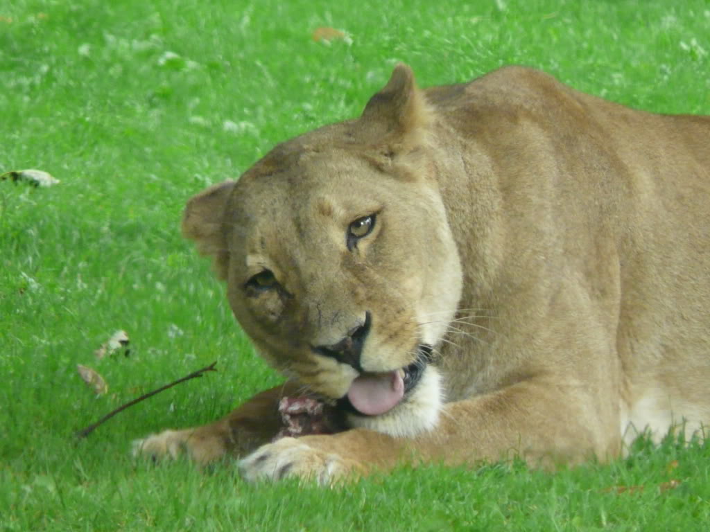 P1020077.jpg