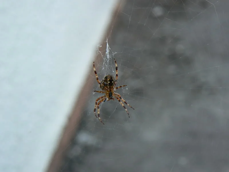 P1020419.webp