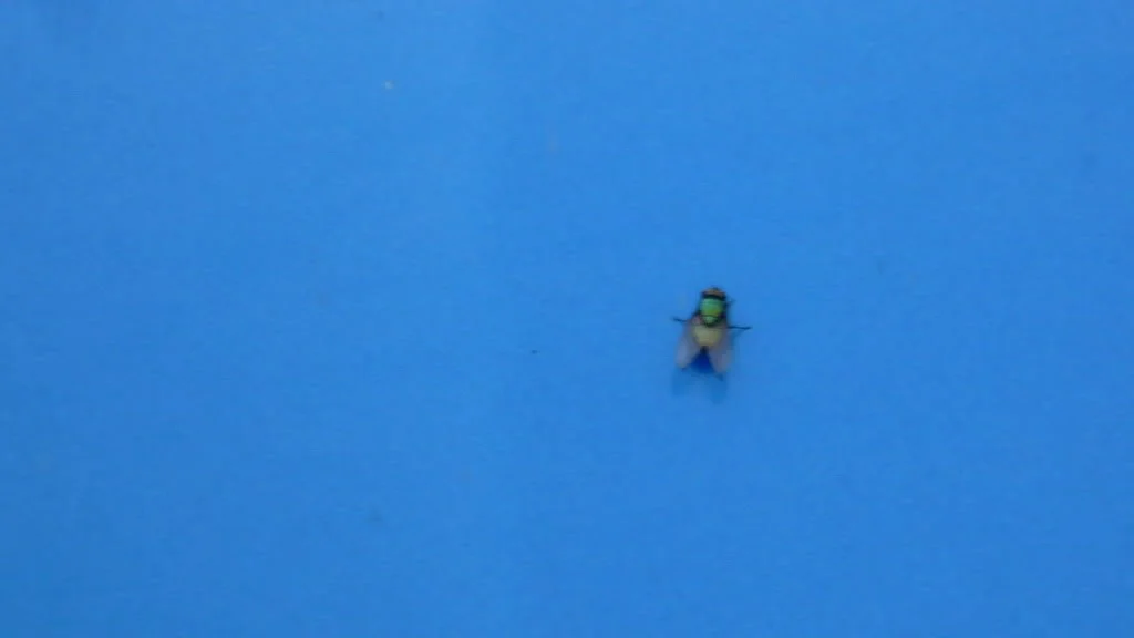 P1020615.webp