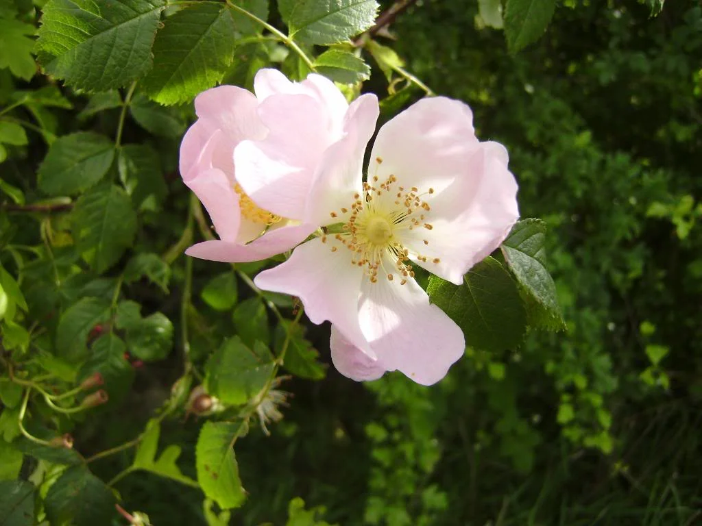 P2020118.webp