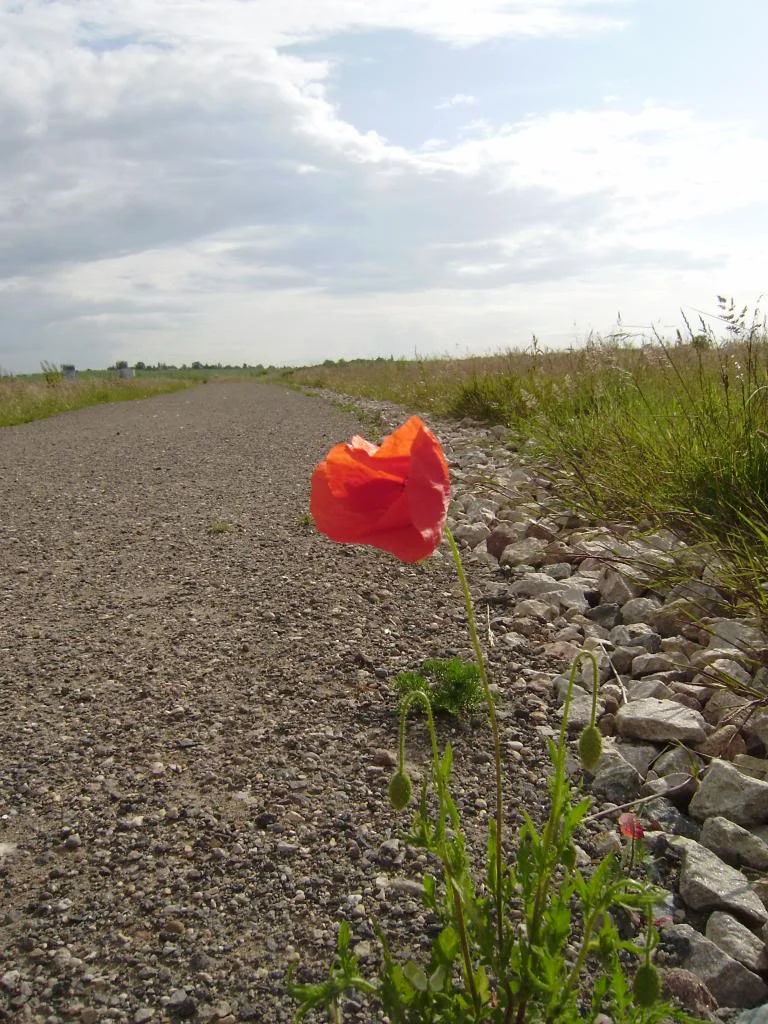 P2020151.webp