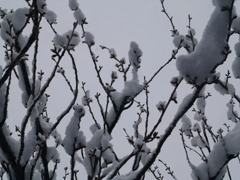 P4060029.webp