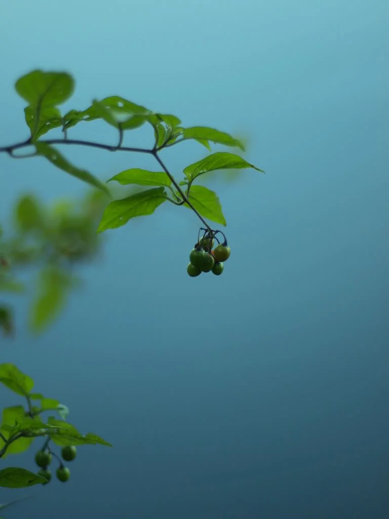 P9271380.webp