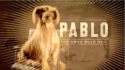 Pablo_the_Drug_Mule_Dog.jpg