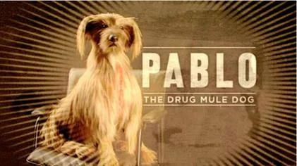 Pablo_the_Drug_Mule_Dog.webp
