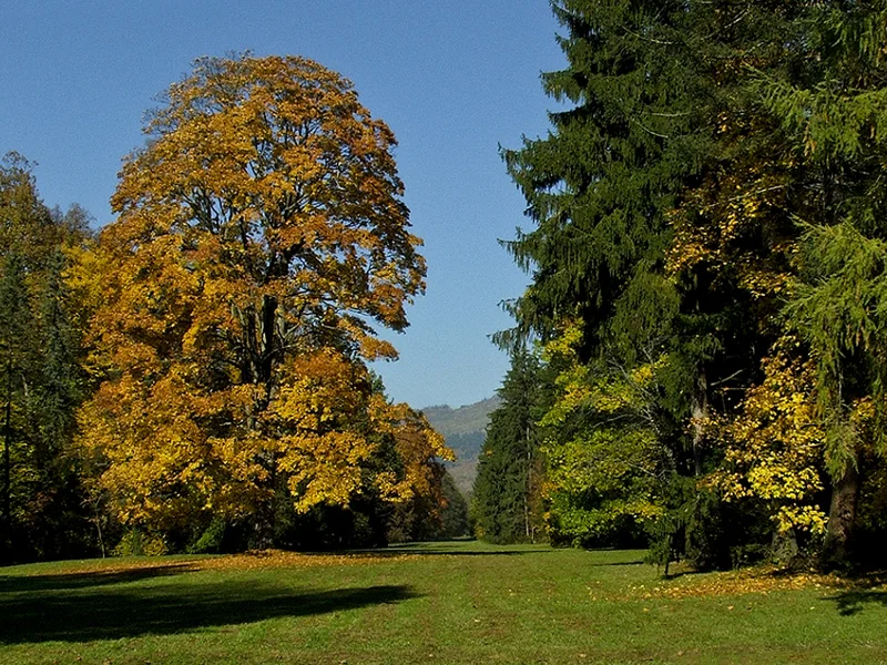 Park_in_autumn.webp