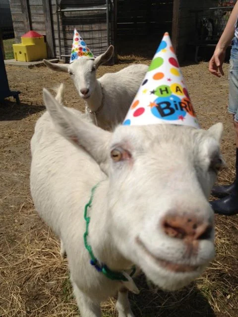 party-hat-goats.webp
