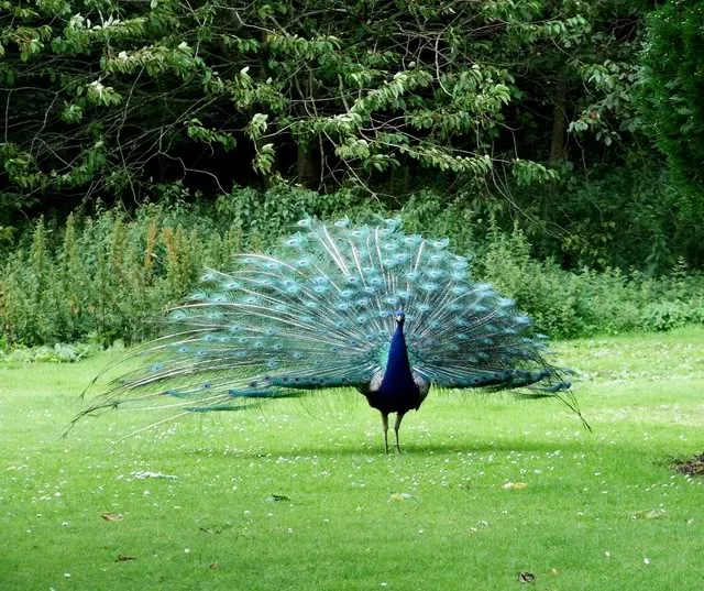 peacock-1.webp