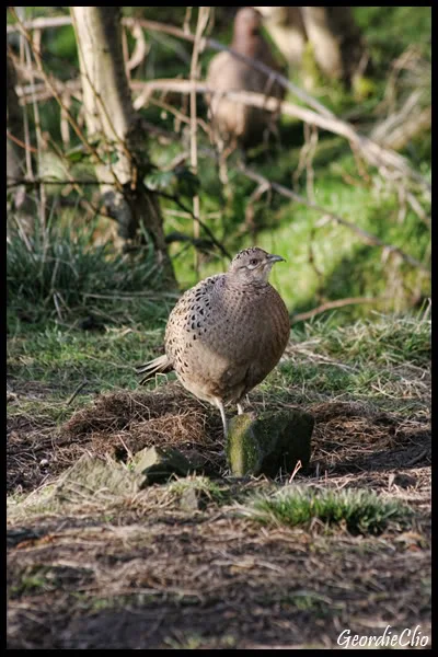 Pheasent.webp