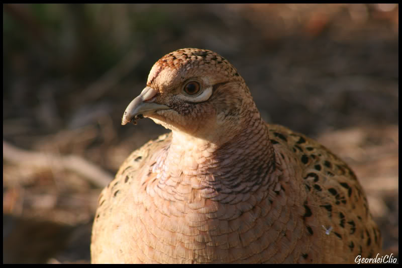 Pheasentcloseup.jpg