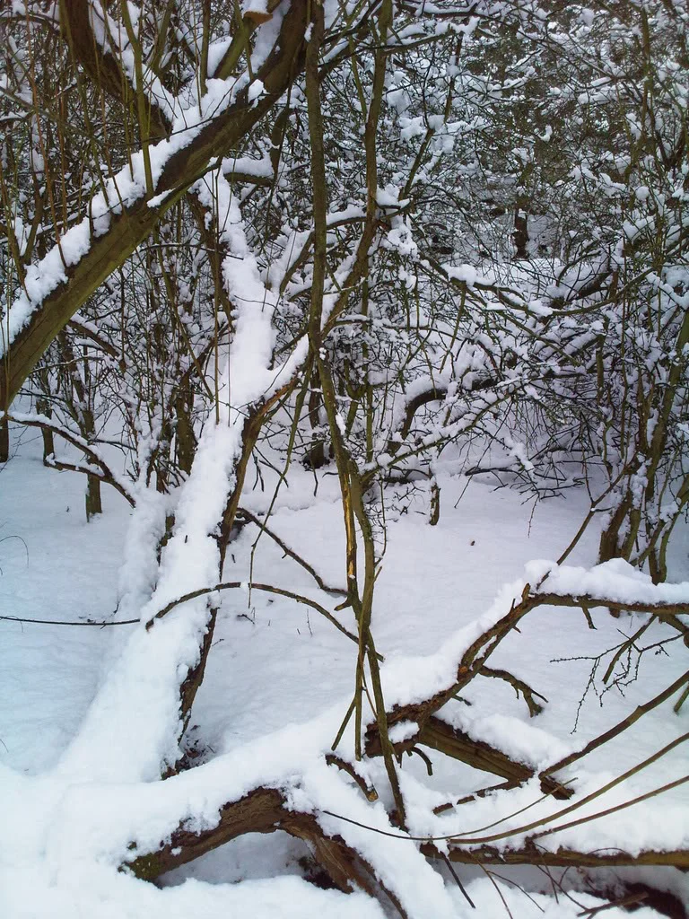 Photo0031.webp