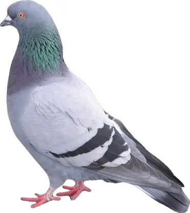 pigeon3.webp