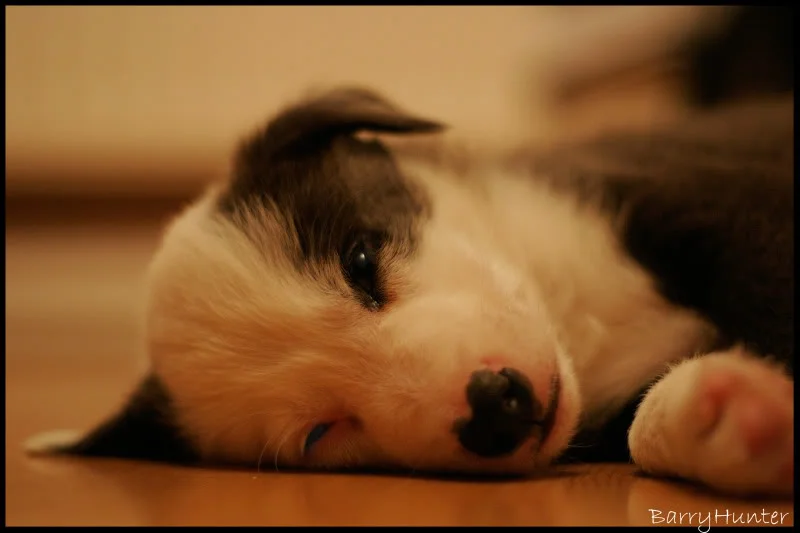 Pilot-Dozing.webp