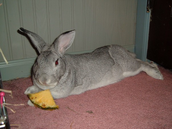 pineapple%2Bbunny.jpg pineapple%2Bbunny.jpg