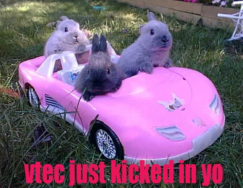 pinkbunnies.webp