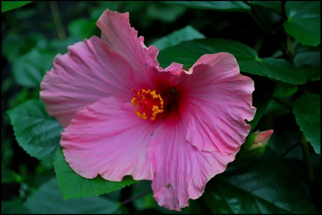 PinkFlower.webp