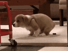 poop-bathroom.gif