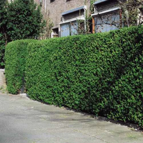 Privet_Hedge.webp