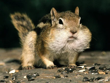 puffy-cheeks.webp