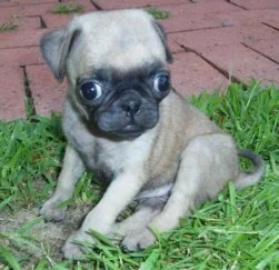 PugRunt12WeeksMaizieuntitled3.webp