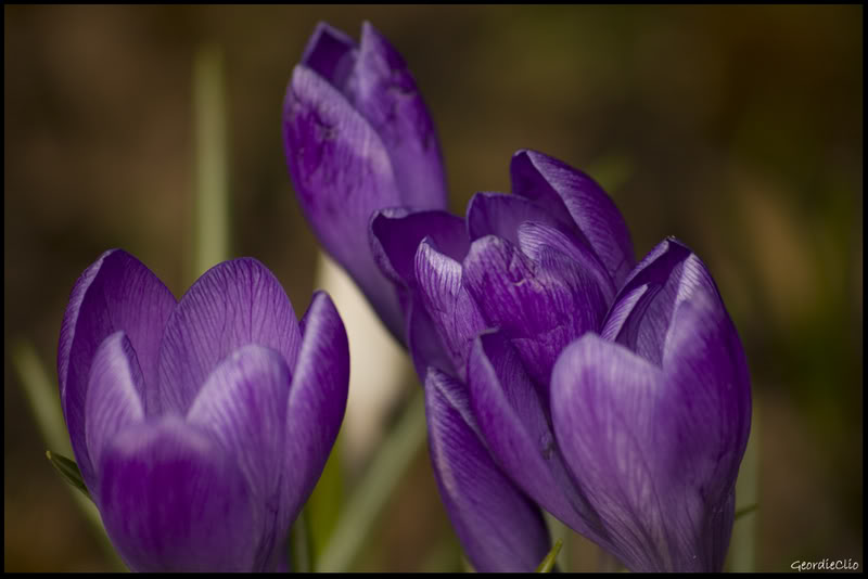 Purpleflowers.jpg