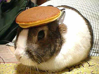Rabbit%2Bwith%2BPancake%2Bon%2BHead.jpg