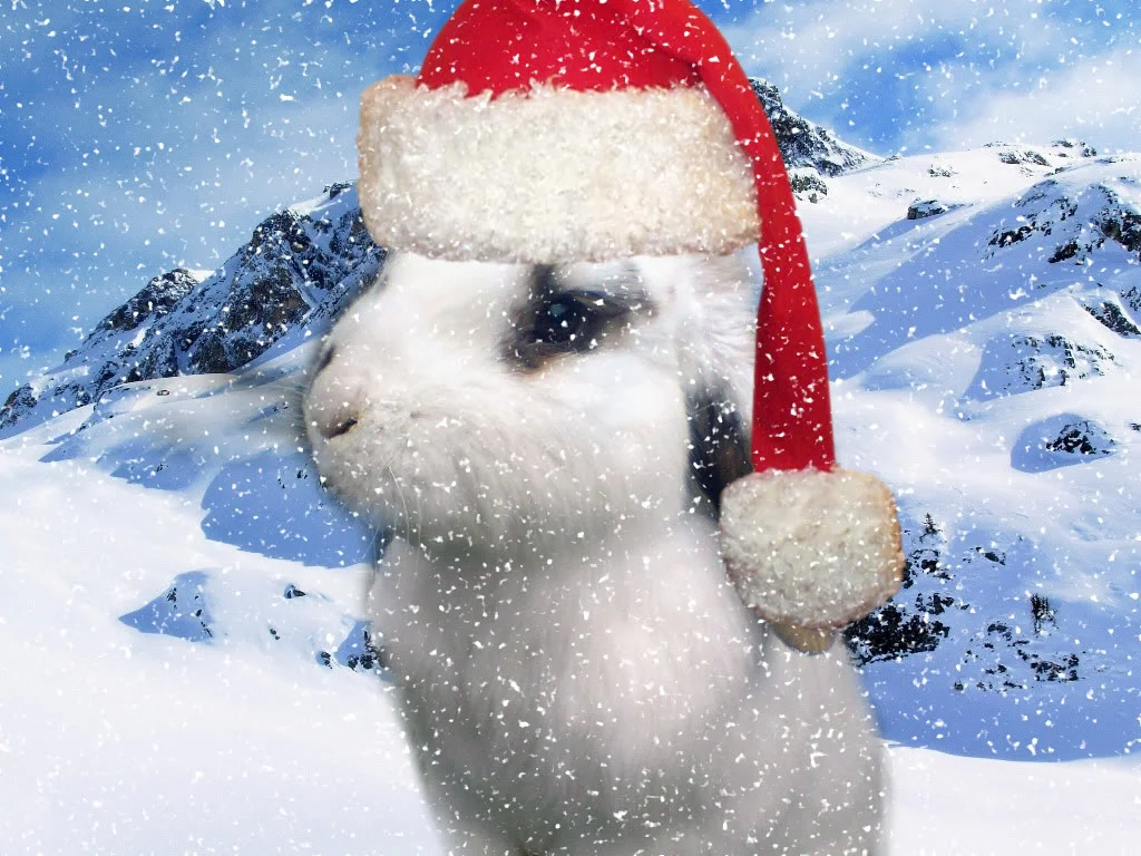 rabbit.webp