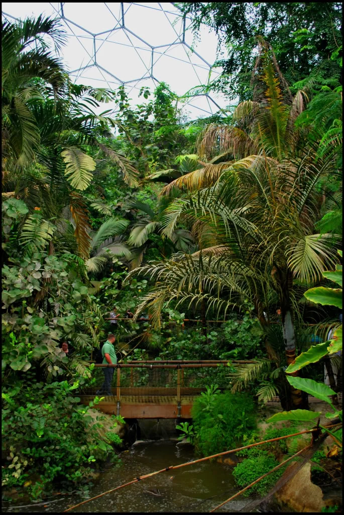 Rainforest.webp