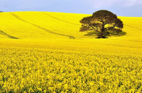 rapeseedoil.webp