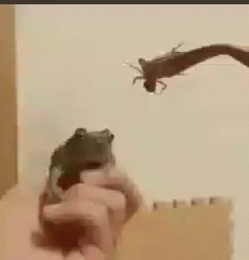 received_1361952514157498.gif