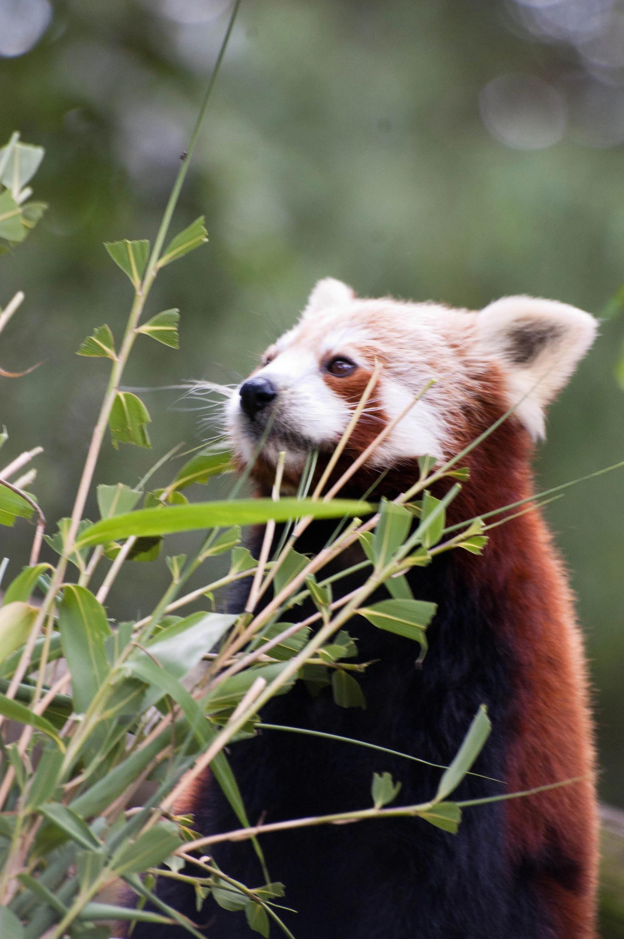Red%20Panda%20Edit.webp