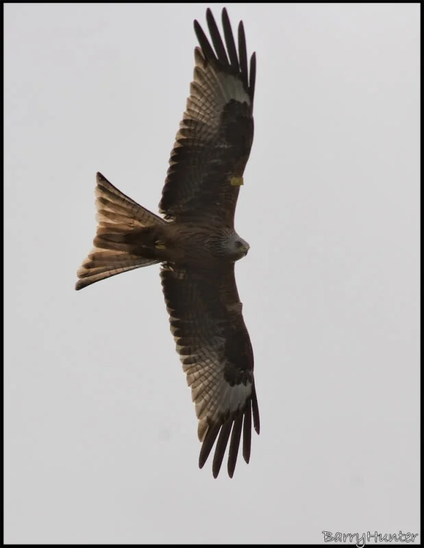 Red-Kite.webp