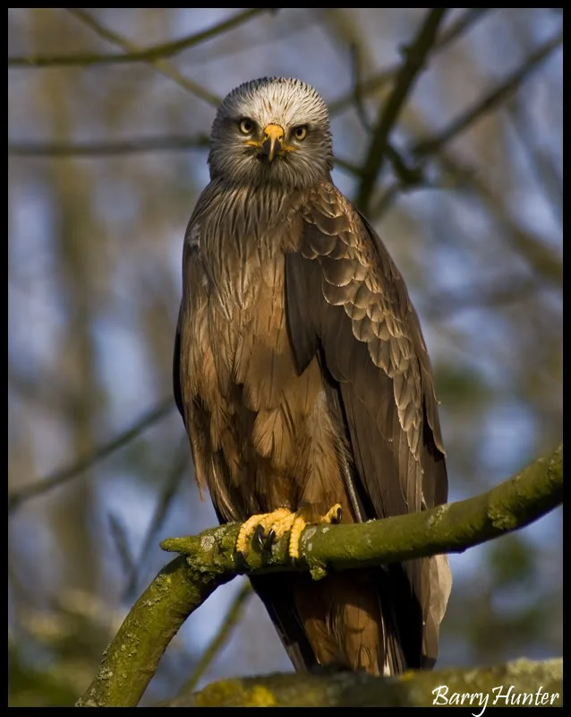 RedKiteevilstare.webp