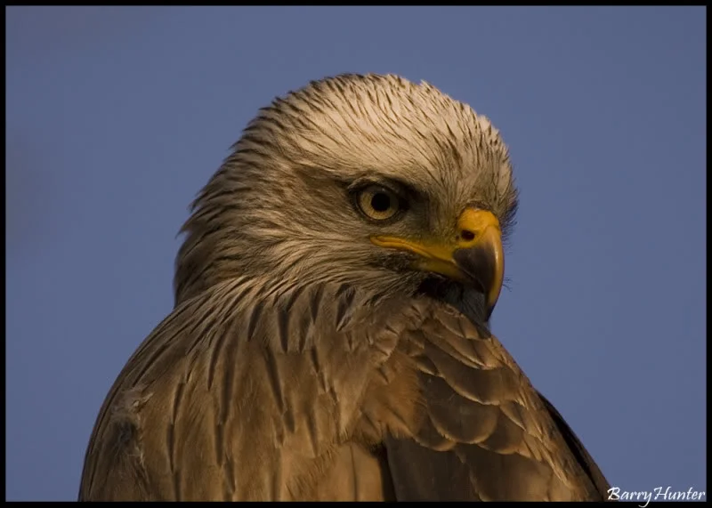RedKiteHeadshot.webp