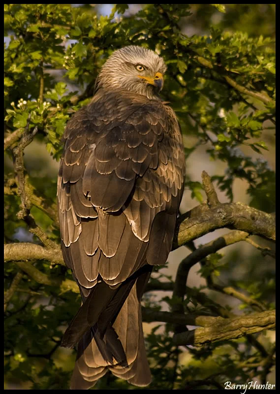 RedKitePosing.webp