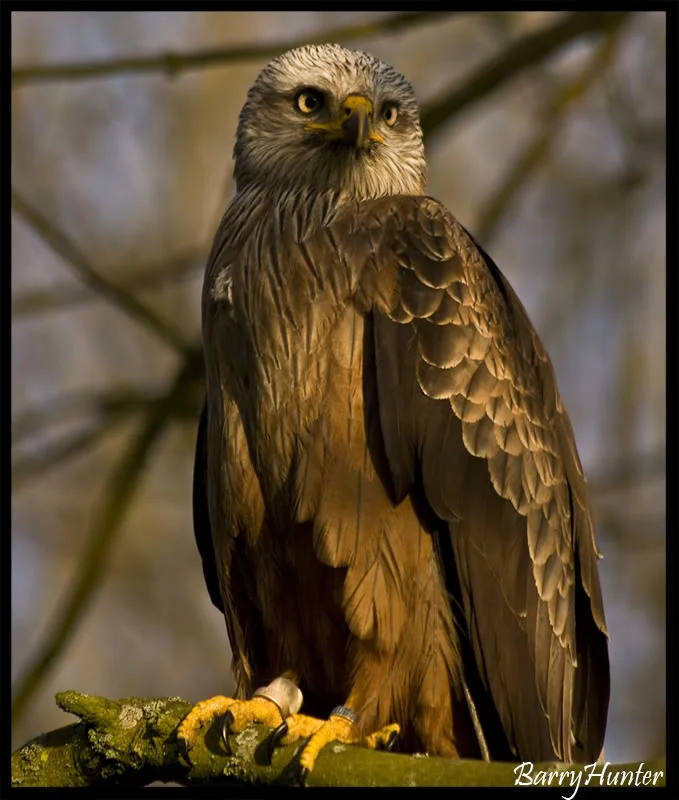 RedKitestaring.webp