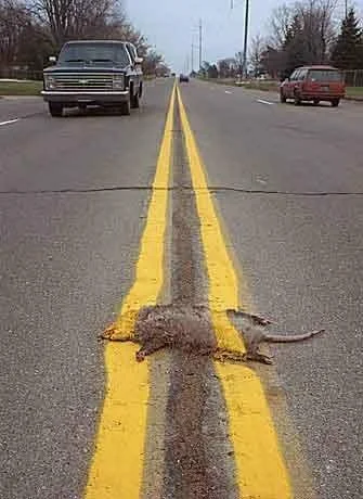 roadkill.webp